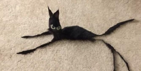 Hey trojan donde estan mis 50 dolares de las 64 multicuentas que me hice??? me ruge la tripa