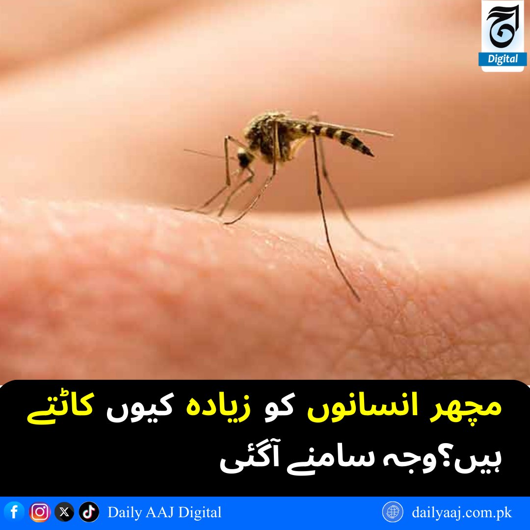 aajdigital's tweet image. مچھر انسانوں کو زیادہ کیوں کاٹتے ہیں؟وجہ سامنے آگئی..
مزید پڑھیں:dailyaaj.com.pk/news/144716

#Mosquito #HealthTips #HumanBody #Science #DailyAajDigital #news