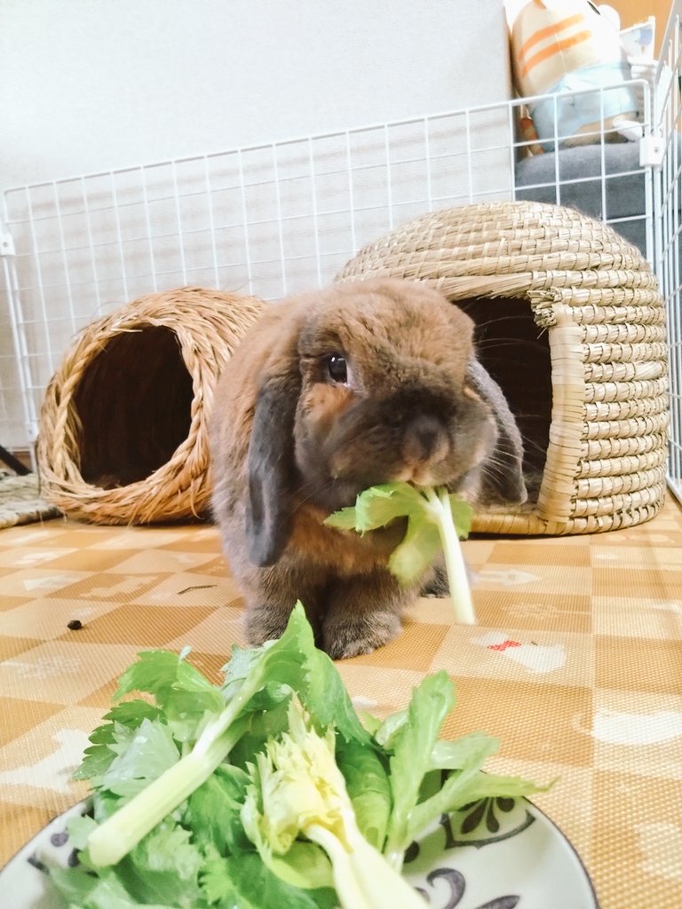 今日はセロリ🌿