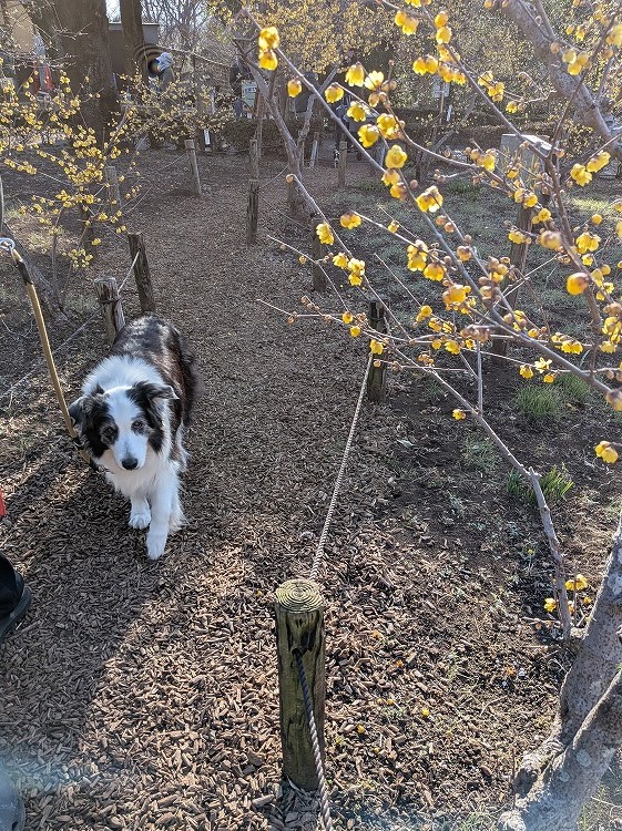 ドルチェ tweet media