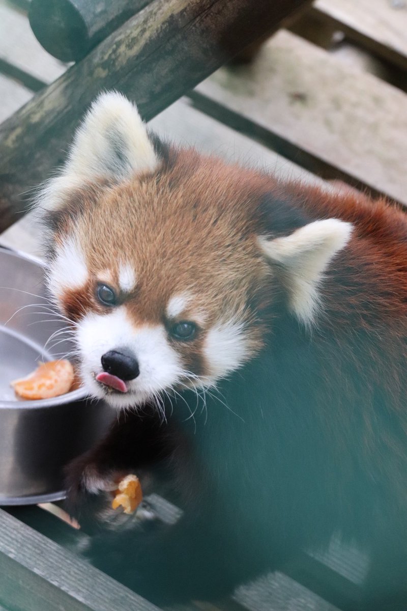 シール配りjoy93 (@joy93_redpanda) / Posts / X