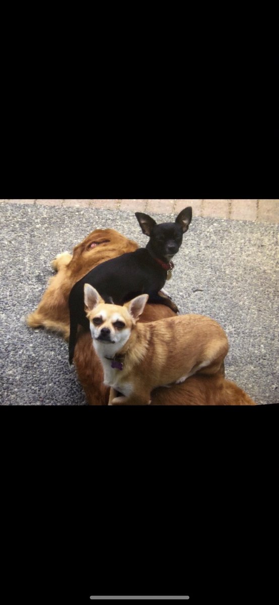 I lost my best friend a few days ago. Wanted to share some of my favorite pictures of him. Give your pets some extra love.