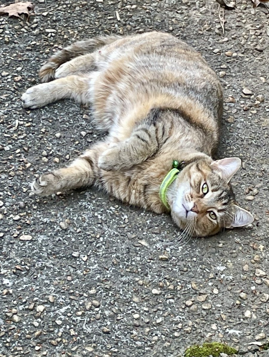 That cats rolling around just like my Margaret!