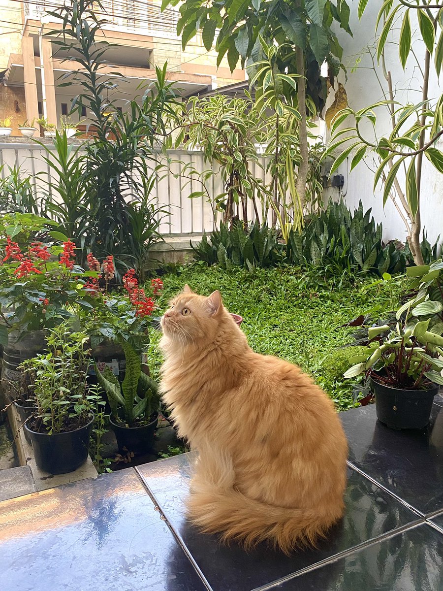 applepie tweet media