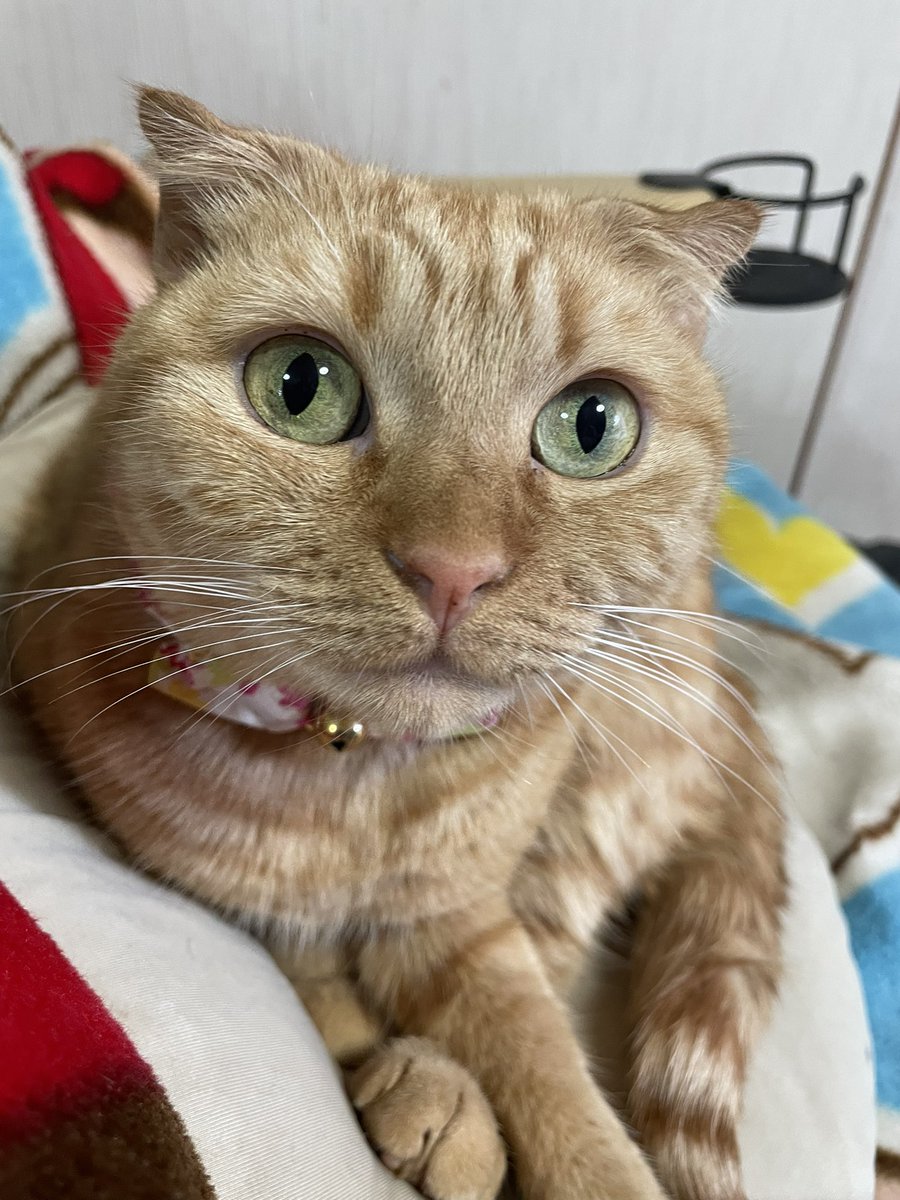 ginmozu's tweet image. まだ愛犬のペットロス継続してますが、縁あって保護猫を向かい入れる事になりました。
スコティッシュフォールドのラムさん♀3才です。
彼女も、前の飼い主さんの御不幸により、行き場がなくなったそうで、お互いに慰め合って生きて行ければなって思ってます。
#保護猫 #猫 #スコティッシュフォールド