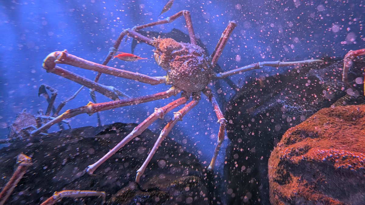 ２m超えのタカアシガニが仲間になったとのことで、うみの杜水族館へ。
写真は伝わらないけど、めちゃくちゃデカかった！
ほんとデカい、ほんとに