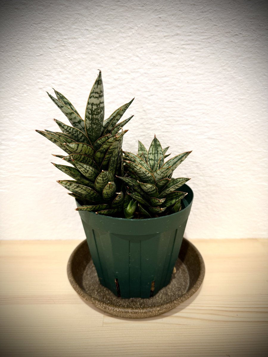 サンスベリア・マルガリータ(D.margarita)
久々に撮影しました。どの子も非常に生育旺盛です。中でもこの子は一ヶ月前から唐突にスイッチが入ったみたいで、相当量の子株を出しています。
群生にしたいので春に一度鉢増しした方が良さそうですね…。
#観葉植物
#サンセベリア
#サンスベリア