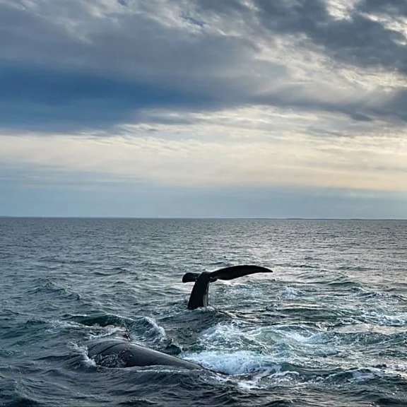 17 de enero de 2026-Día especial en el calendario del derecho ambiental internacional. Tras largos años de negociaciones, entra en vigor el Acuerdo de Alta Mar, en defensa de más de dos tercios del océano, casi el 50% de la superficie del planeta.
acortar.link/jMYVl4