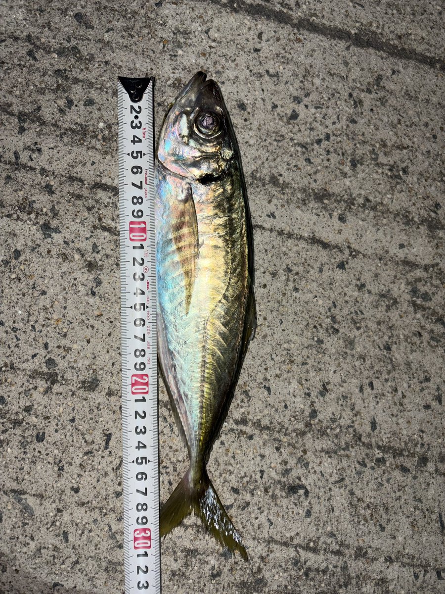 SHINGO_WORLD's tweet photo. ジグ単で初尺アジ🐟 https://t.co/IPhvbgcmi7