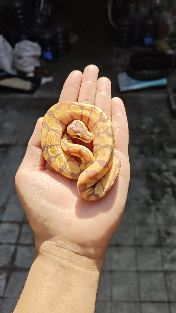 hedunn__'s tweet photo. berbagai macam donat 🍩
#ballpython 
#reptile #indonesia
#zonauang️ https://t.co/3yIgtS1Mg7