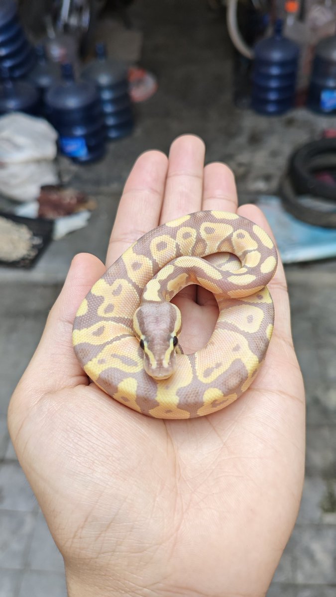 hedunn__'s tweet photo. berbagai macam donat 🍩
#ballpython 
#reptile #indonesia
#zonauang️ https://t.co/3yIgtS1Mg7