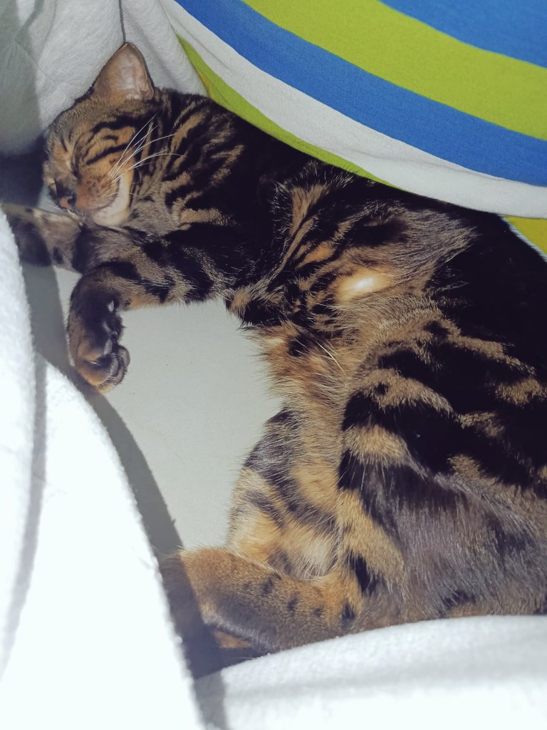 MaximalesD's tweet image. Da wachst du Samstagmorgens auf, hebst die Decke leicht an und findest nen tief schlafenden und höchst zufriedenen Loki unter deiner Bettdecke☺️😺
Und was machst du dann?
Richtig!
Liegen bleiben😻

#CatContent
#Caturday 
#CatsOfTwitter