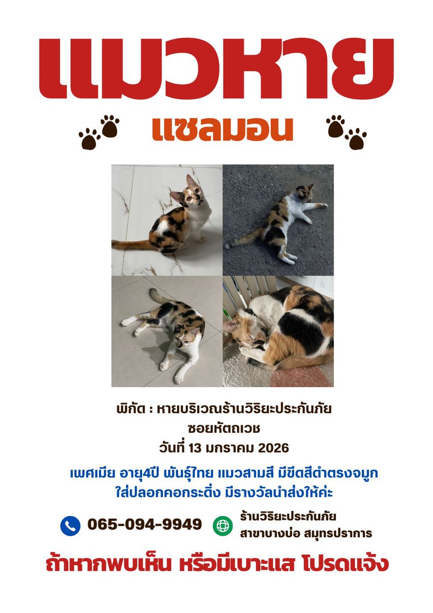 Catster & Co บ้านพักพิงแมวจร tweet media