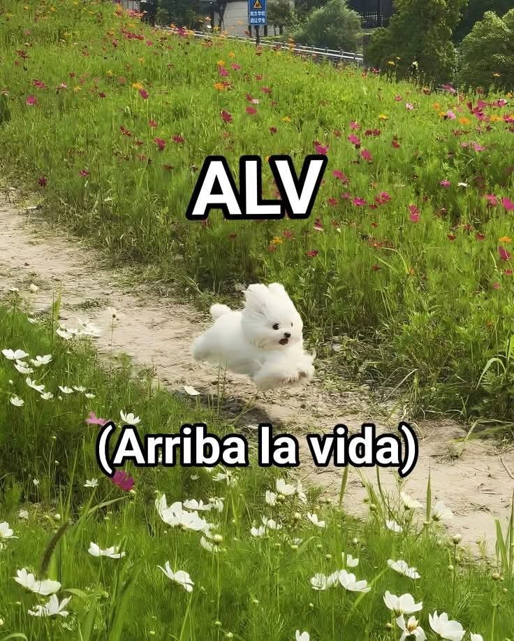 En Júpiter tweet media