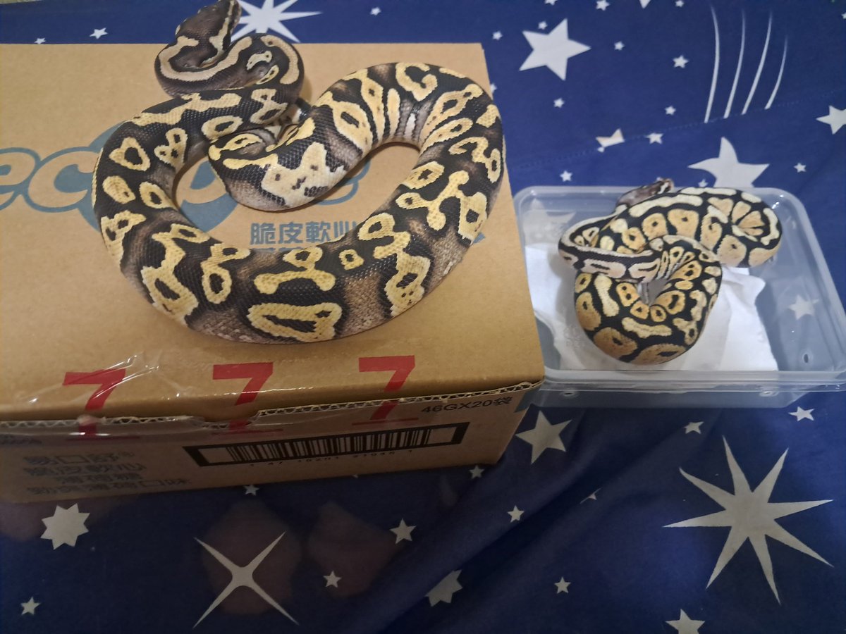 魅魔霓羽 tweet media