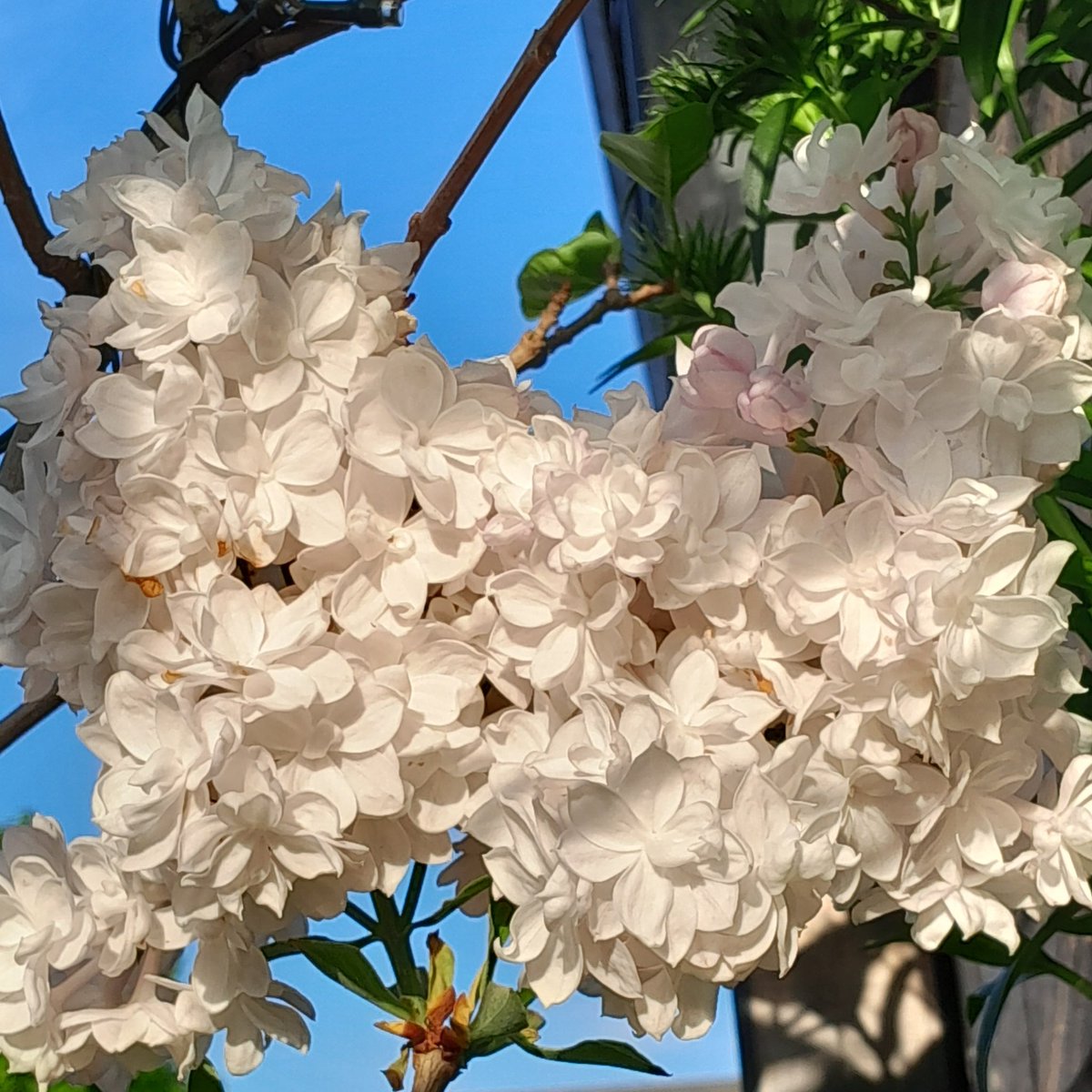 tinawhite09's tweet photo. Have a lovely Saturday everyone #syringa https://t.co/5oTCCSvVyr