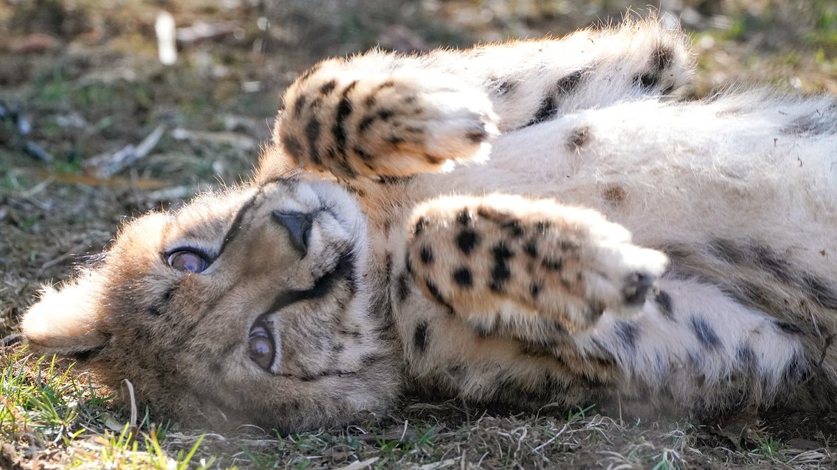fuji_safari1980's tweet photo. イエネコみたいなポーズで
ゴロリ寝転がる、チーター 🐾

#ネコ科 #cheetah 
https://t.co/zGjUnbX0F9 https://t.co/j9GaaGdGBR