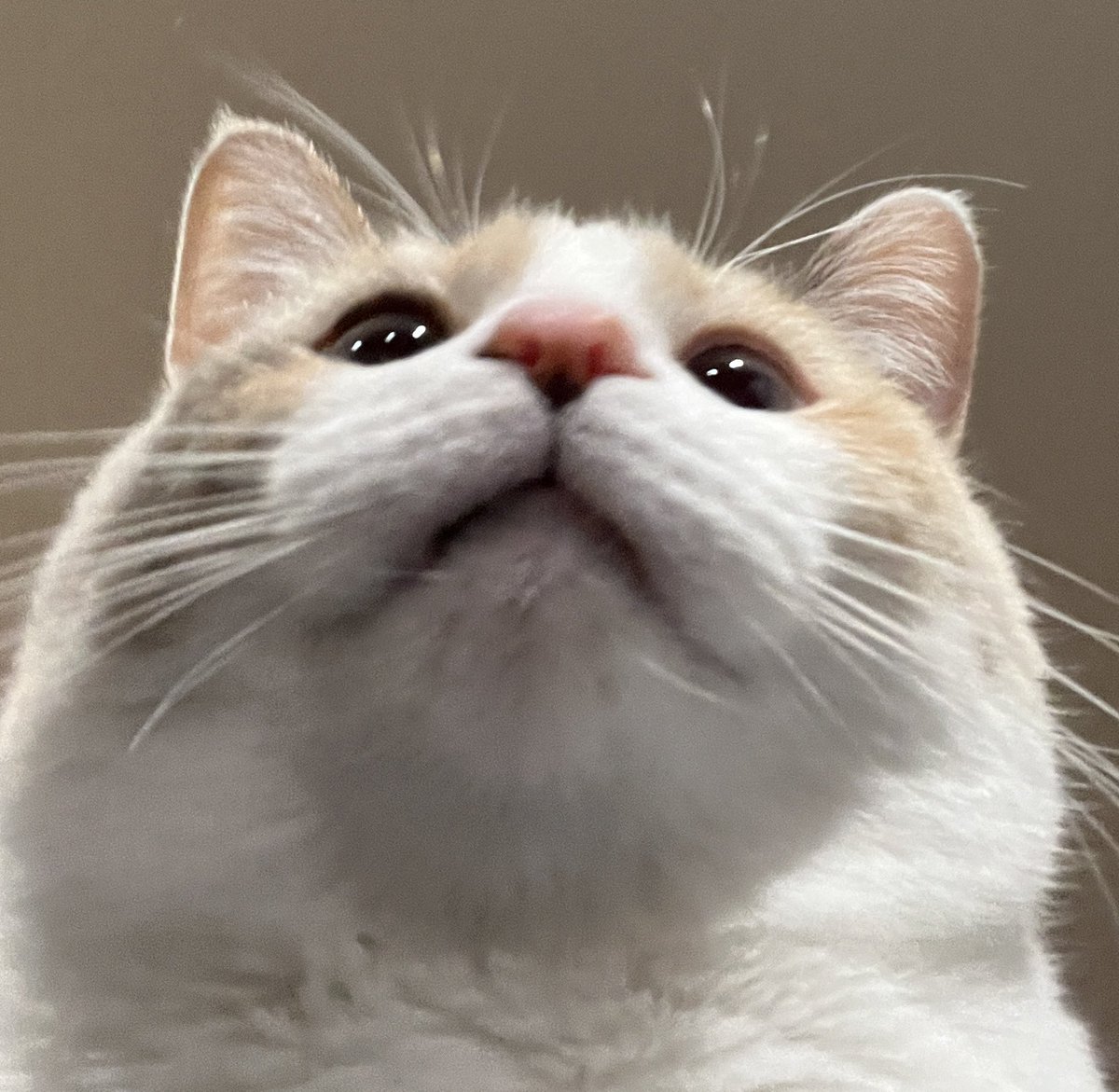 Good news: it’s panko time