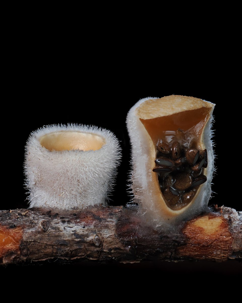 Alan Rockefeller tweet media