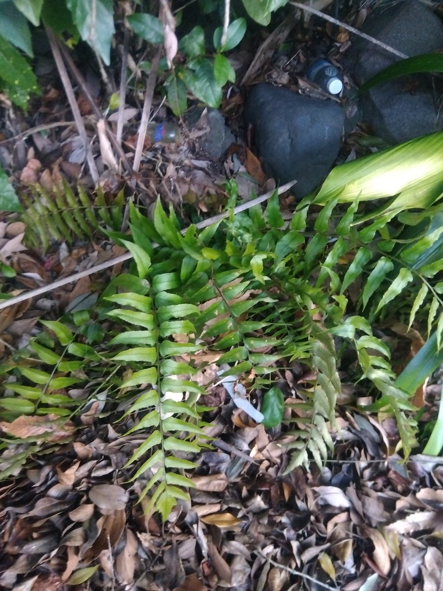 #古民家BASE
#農家の終礼
#ペガサス
本日の植物はオニヤブソテツです。
日本・朝鮮・中国・ベトナム・台湾・インドなどに生育する常緑のシダ植物の多年草です。
花言葉は「健常」「勇気」です。