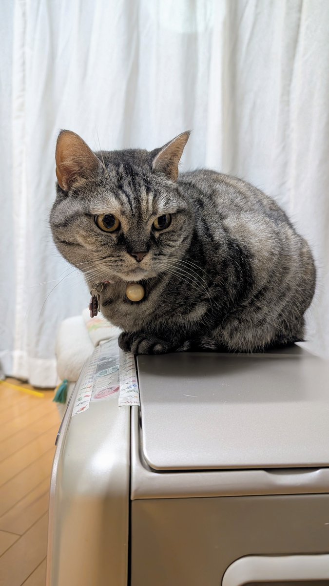 ねこさん@プロフ必読！ ねこ@プロフ必読☆ プロフ必読 プロフィール