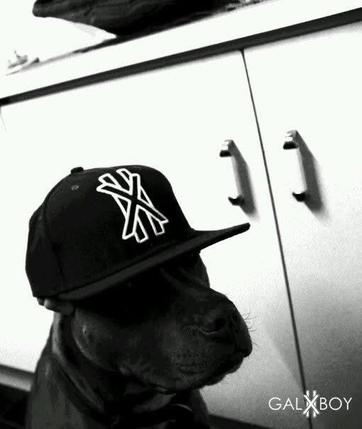 lol Yeah that’s my late dog Carrot 🥕