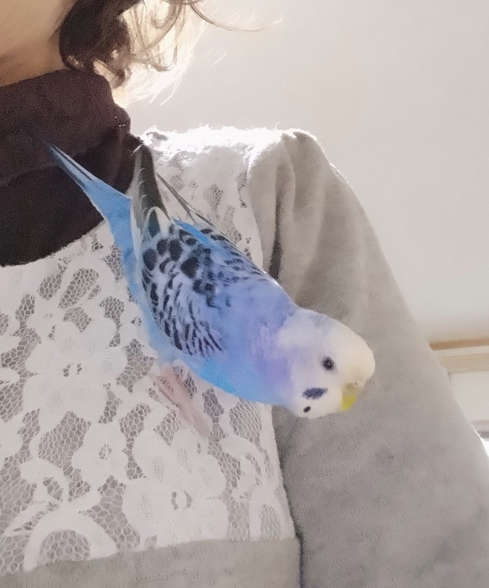 こんばんは🌠
いつも私は🐦️ぴーのジャングルジム😭