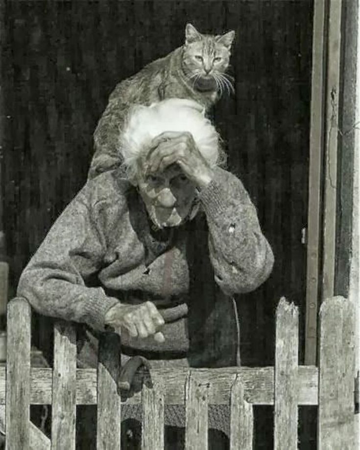 DEOLINDAMA93701's tweet photo. @BrindusaB1 @gigliointi @GuernseyJuliet @LunaLeso @gherbitz @j_ferris221629 @JohnLee90252472 @ValerioLivia @AndreWisniewsk2 @annamarylight @FrankCapitone @GiuseppeTurrisi @lagatta4739 @Petra71301259 @catisthecatch @Rebeka80721106 @RefikBiloglu @scastaldi9 @forbyrita @CaterinaCategio By Kamuela on Animal Love📷 
 #Crazycats 

#CaturdayEve 
#catlovers 😼😻😹

Good morning dear Brindusa a joyful saturday 🙏❄️☔😻🍁 https://t.co/Jk07giuM3y