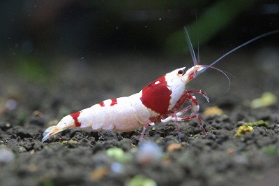 AQUAFORTUNE2007's tweet photo. Coco-Beeさんのレッドビー 選抜クラスになります!
脱皮して前回撮影時と雰囲気が代わりましたので撮影しました!
良い感じに仕上がりつつありますね👍
#CocoBee
#レッドビー https://t.co/5wcRKBNiRQ