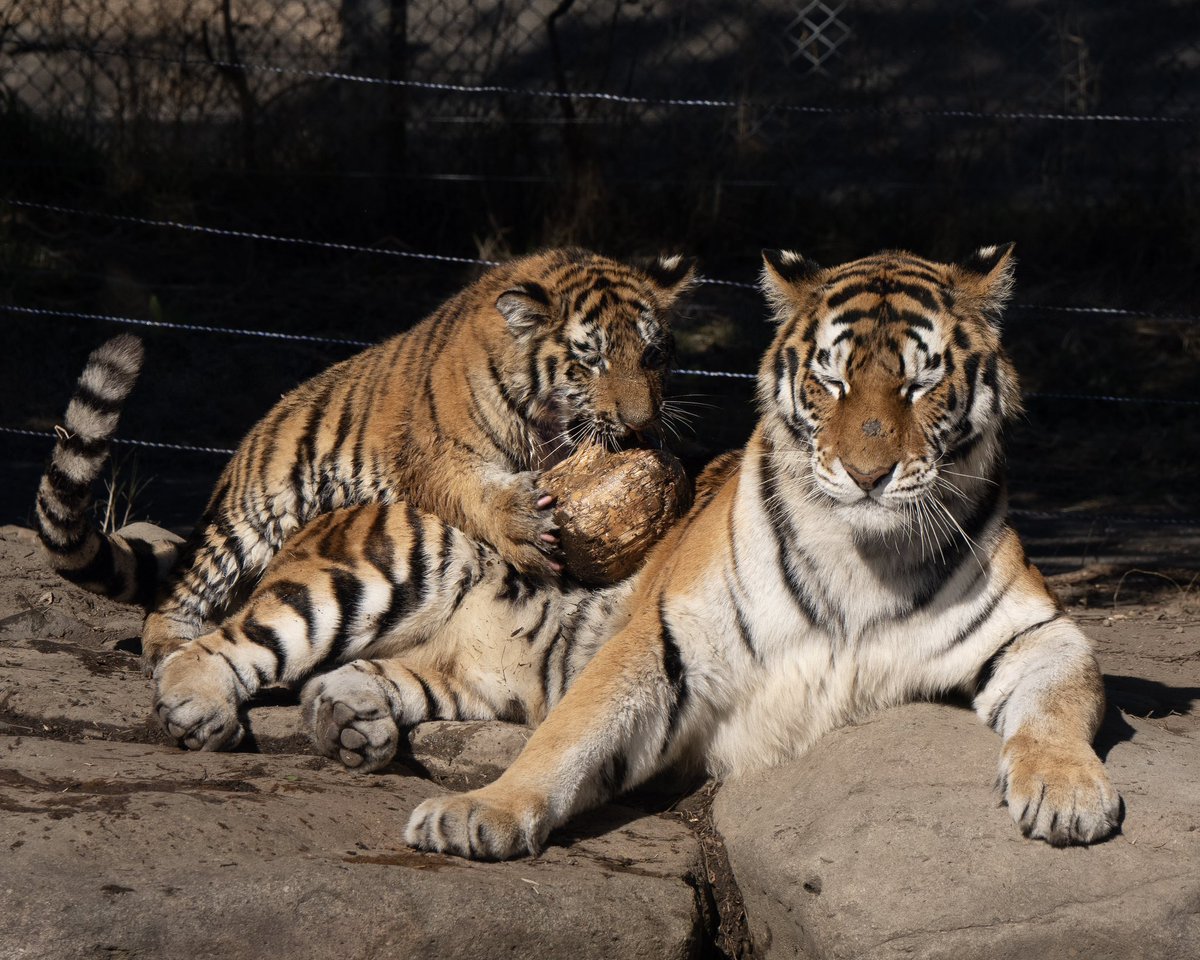 大好きなおもちゃの木✨
ママの背中に運んで遊びました😊

#アドベンチャーワールド #アムールトラ
#amourtiger
