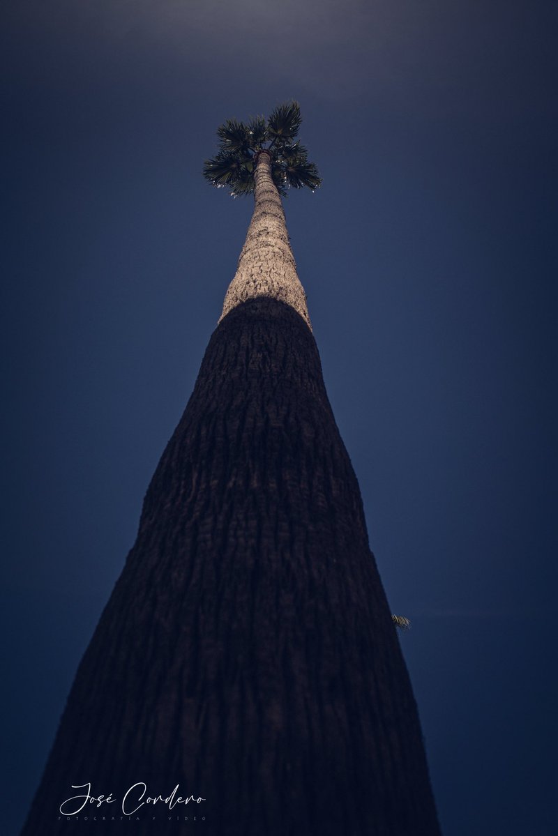 ¿Quién le hace cosquillas al cielo?

@josecorderophoto 

#lebrija #landscape #palmera #paisaje #andalucia
