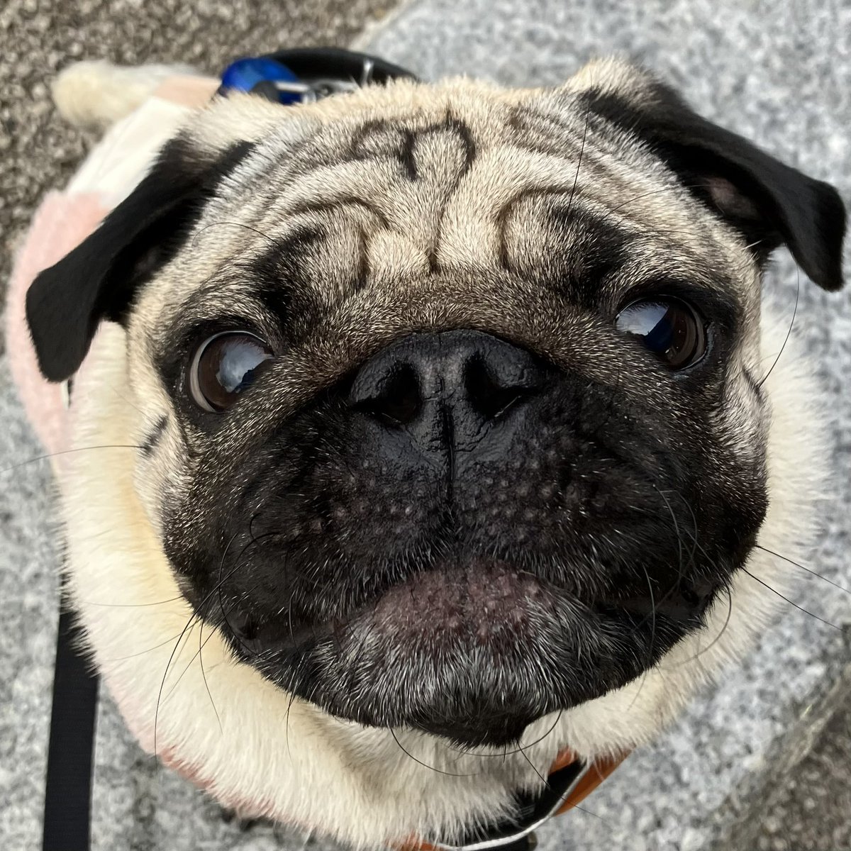 ★パグ子★ページ 12 - YouTube