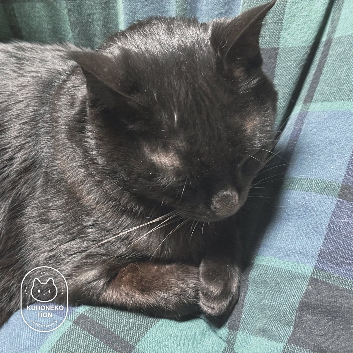 『爪切らないで〜』のひかえめな表明
いじらしすぎて切れんかった……
寝てる間にコッソリちょっぴり切ります