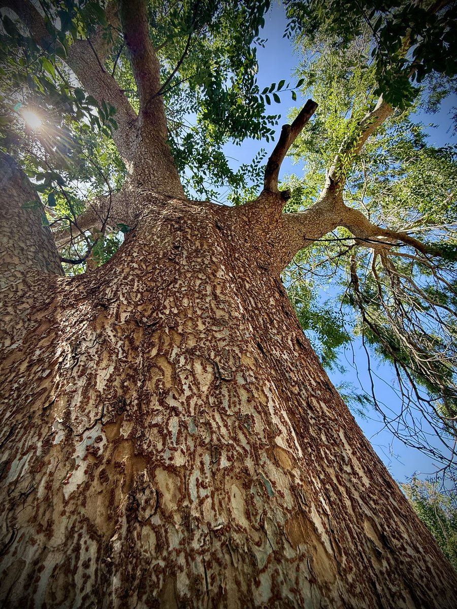arborsmarty's tweet image. Today’s patient.