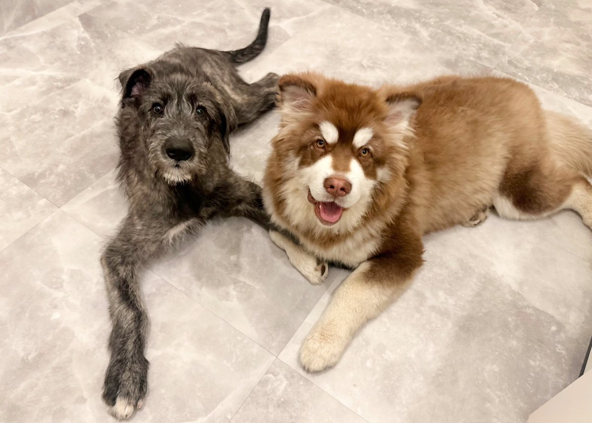 GrandMou_'s tweet image. ふたりはプリキュア🖤🤎