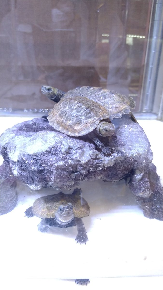 まだ全長約10cmの亀たちです✨ これから買い始めたい方に オススメです