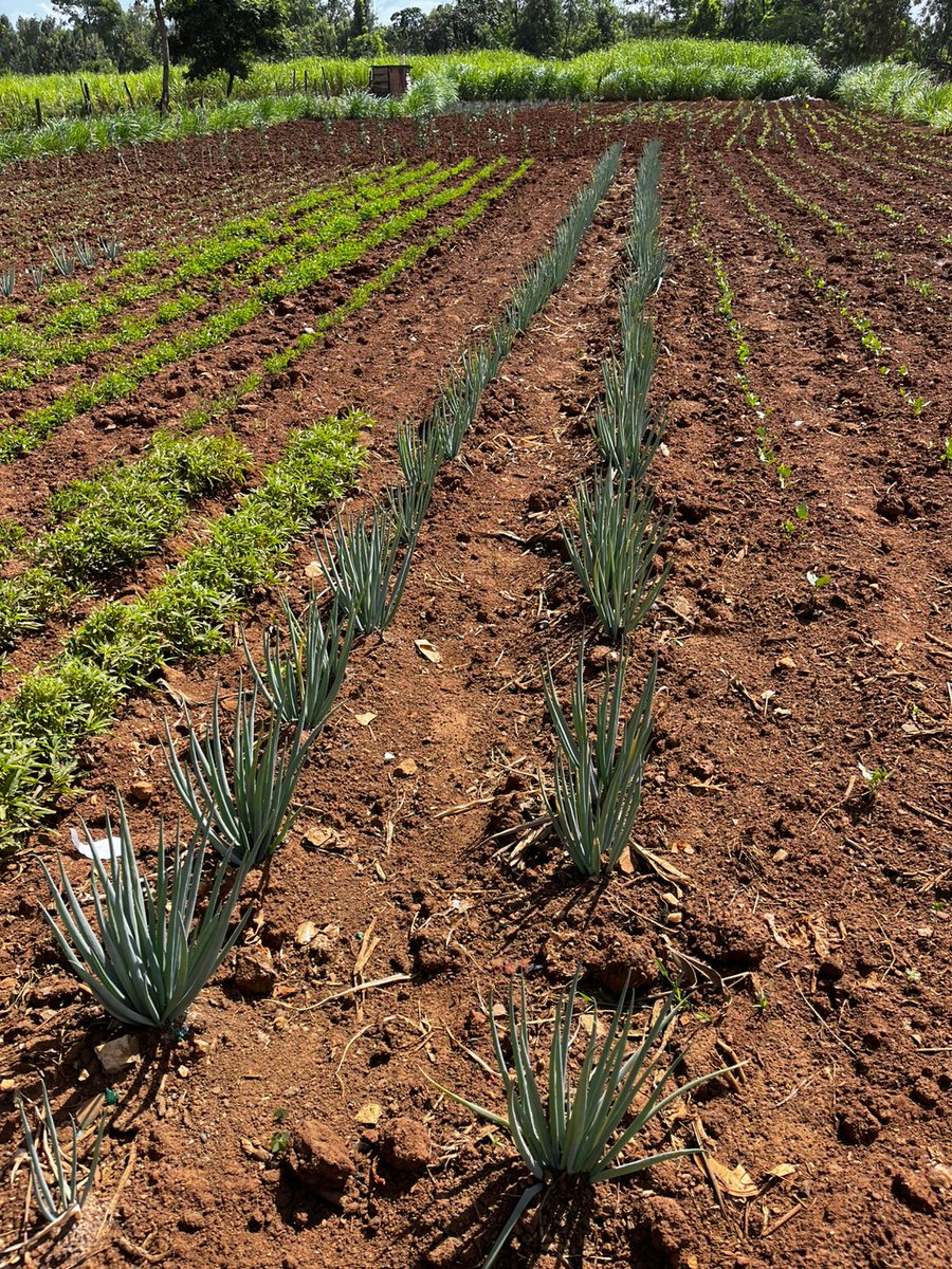 mutange_vin's tweet photo. Art and Science of feeding my country people. 

Indeginous vegetables production. 

Patriotism in execution! https://t.co/b0KwHRQCkB