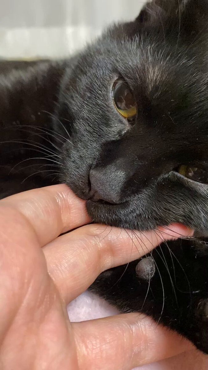 Black cats are not bad luck tweet media