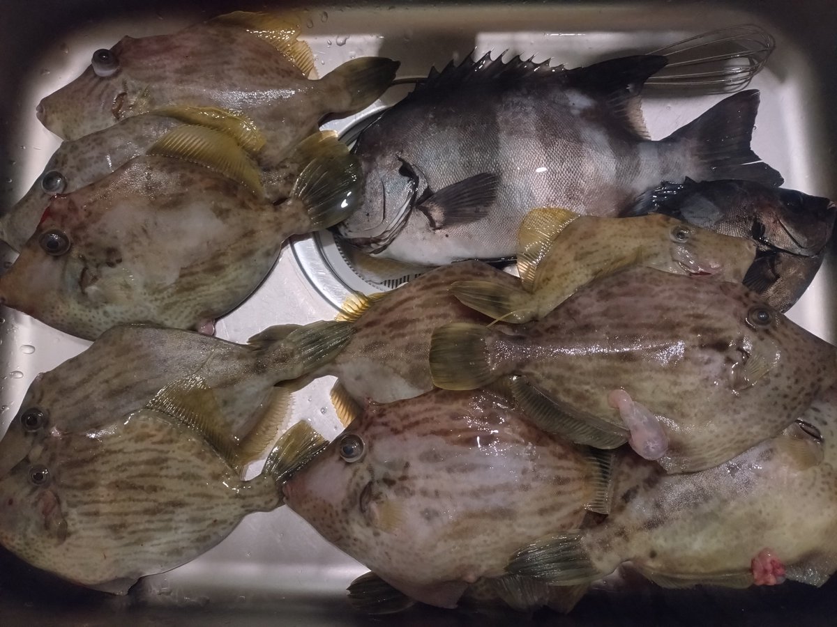 本日の釣果です。ご査収願います