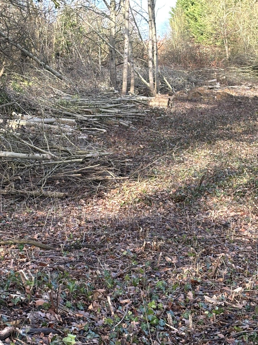 Alison Fure tweet media