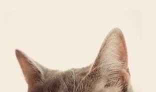 sweetlttlekitty's tweet image. 