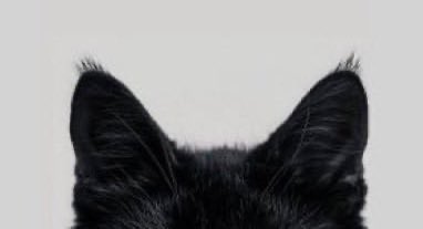 sweetlttlekitty's tweet image. 