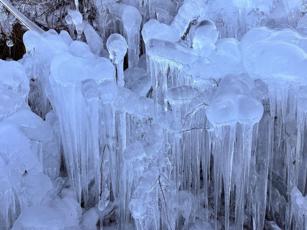 2026.1.17 埼玉県横瀬町 【あしがくぼの氷柱2026】 今朝は、嫁ちゃんと