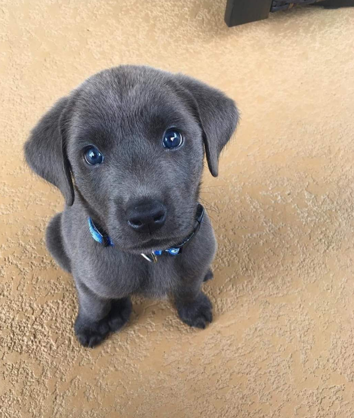 Tweets of Dogs tweet media