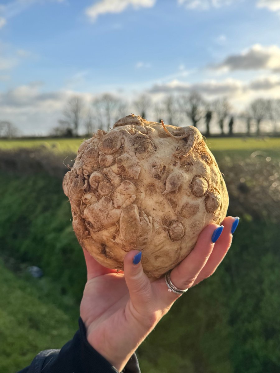 HeritageFFC's tweet image. Celeriac. Ugly as sin. Cooks like a dream.

Big flavour, solid yield and endlessly versatile - roast it, purée it, grill it, soup it.

Proper produce from UK growers.
No polishing. No nonsense.

Order on 01380 860968

#ChefLife #SeasonalProduce #FarmToKitchen #Celeriac #UKGrown