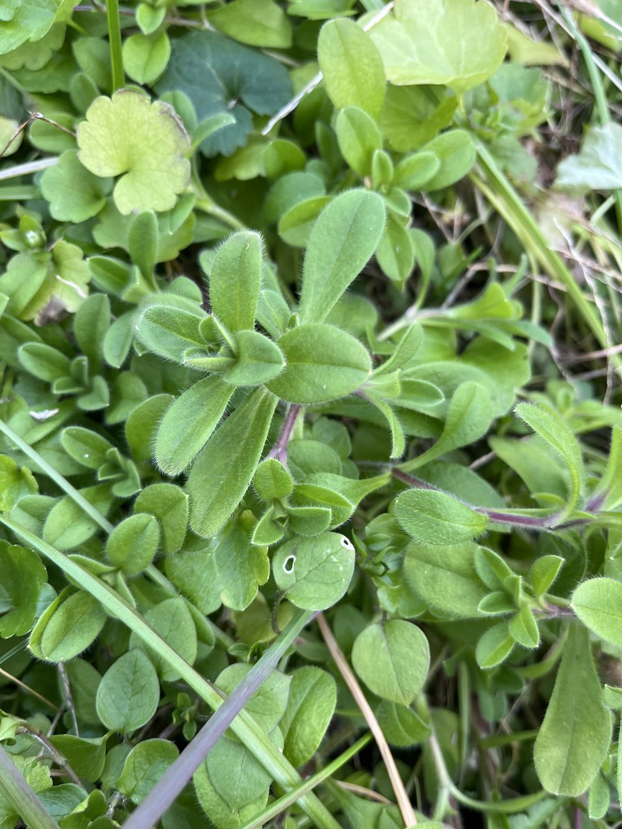 #王さまのぶどう 
#サジタリウス 
#農家の終礼 
オランダミミナグサ

オランダミミナグサはヨーロッパ原産の帰化植物。路傍や畑、荒れ地に極普通に生育している。秋から冬に芽生える越年性の一年草