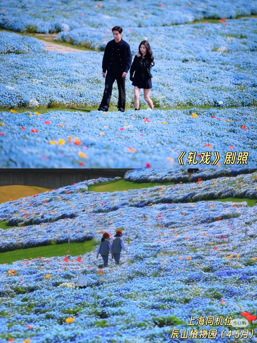 cheriecher_'s tweet image. 1. 辰山植物园 - shanghai chensen botanical garden

ดอกไม้สีฟ้ารูปแรกจะบานช่วง เมษา-พฤษภา ส่วนรูปขวาจะเป็นช่วงเดือนมีนา-เมษา

Amap: surl.amap.com/dv3qRxsIcsa