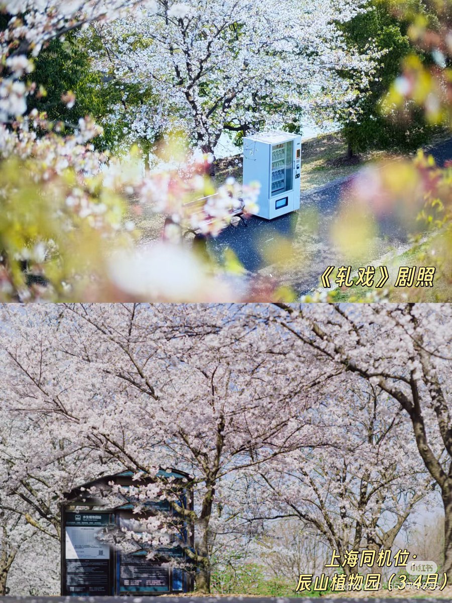 cheriecher_'s tweet image. 1. 辰山植物园 - shanghai chensen botanical garden

ดอกไม้สีฟ้ารูปแรกจะบานช่วง เมษา-พฤษภา ส่วนรูปขวาจะเป็นช่วงเดือนมีนา-เมษา

Amap: surl.amap.com/dv3qRxsIcsa