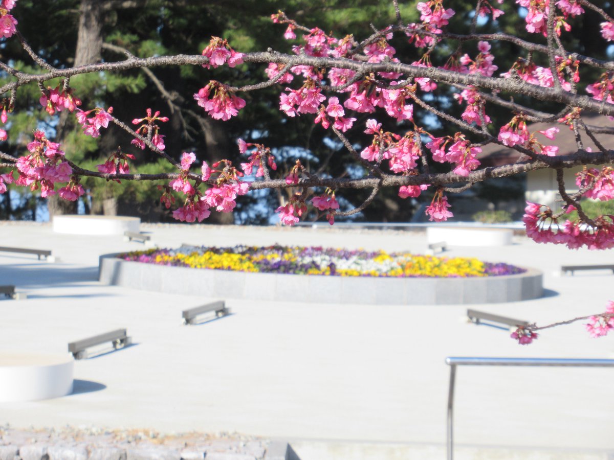 🌸土肥桜開花状況 #土肥桜まつり の会場『#松原公園』は6分咲き