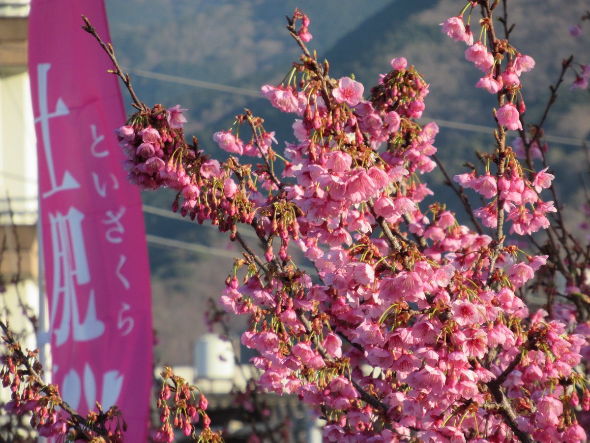 🌸土肥桜開花状況 #土肥桜まつり の会場『#松原公園』は6分咲き